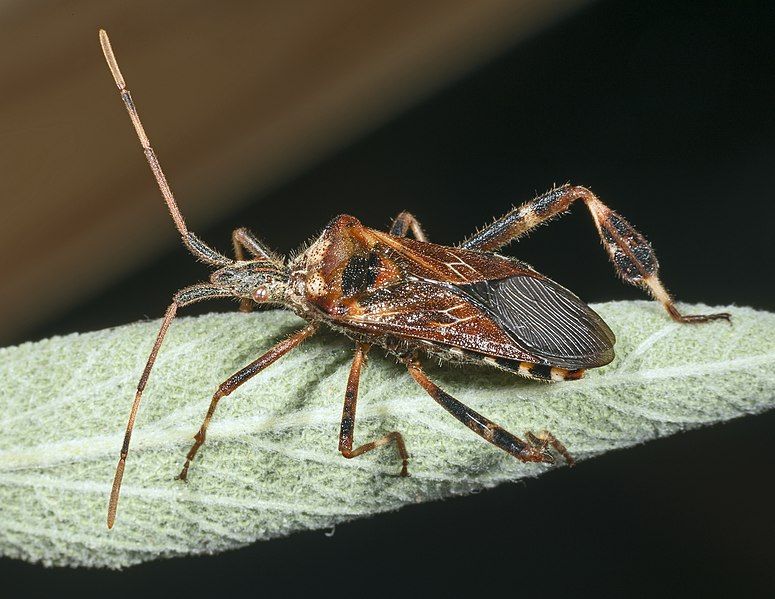 File:Leptoglossus occidentalis MHNT.jpg