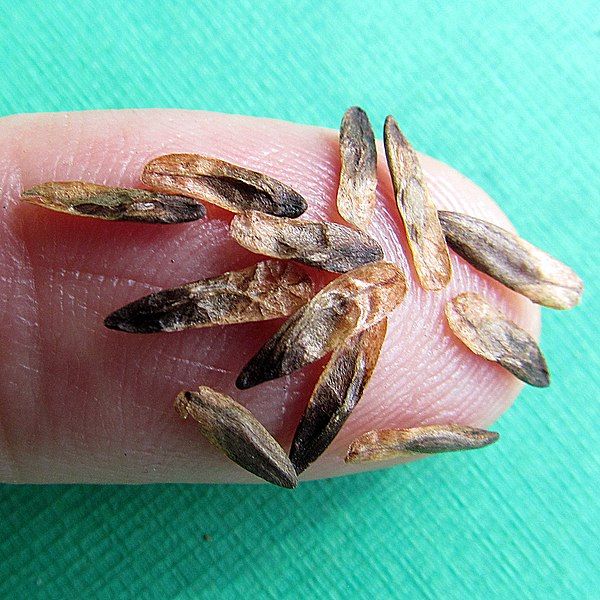 File:Liquidambar styraciflua seeds.jpg