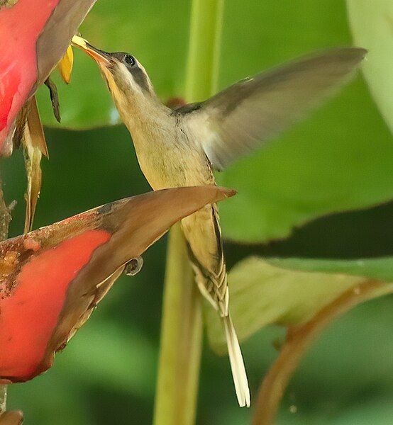 File:Long-billed hermit.jpg