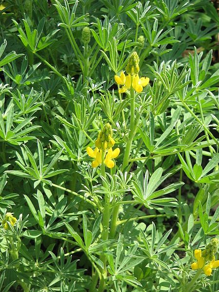 File:Lupinus luteus01.jpg