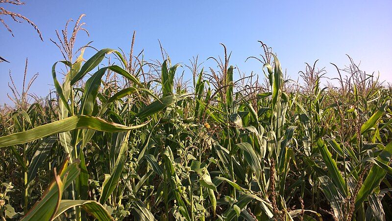 File:Maize Field.jpg