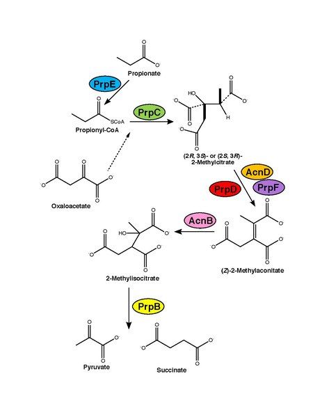 File:Methylcitrate cycle mechanism.pdf