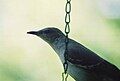 Adult mockingbird on suet feeder.