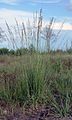 Purple moor-grass.