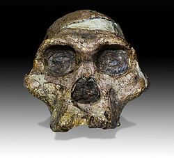 The skull of the Mrs. Ples Australopithecus africanus specimen