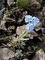 Myosotis alpestris