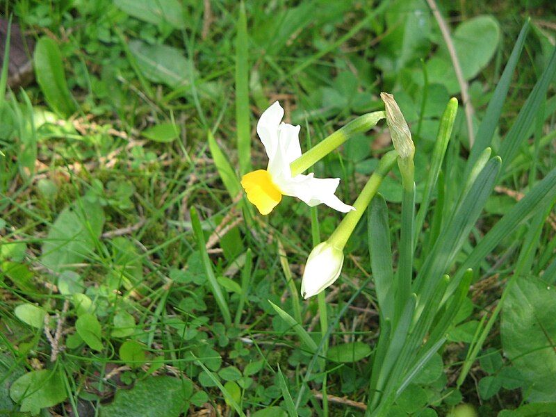 File:Narcissus tazetta 'Canaliculatus'01.jpg