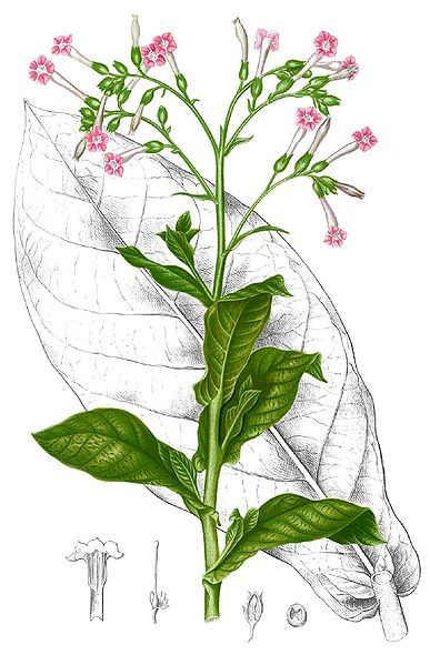 File:Nicotiana tabacum Blanco1.36-cropped.jpg