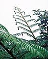 tree-fern frond