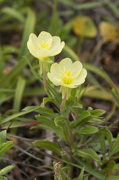 File:Oenothera laciniata 04.jpg