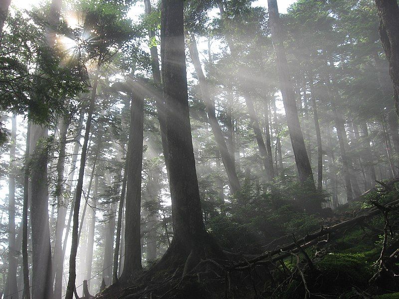 File:Okuchichibu-Forest 01.jpg