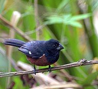 Chestnut-bellied seed-finch