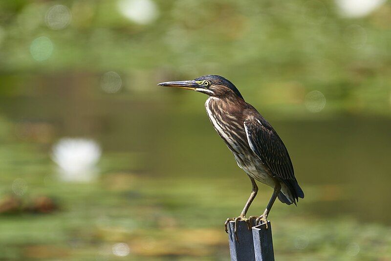 File:PD35322-NEF green heron.jpg