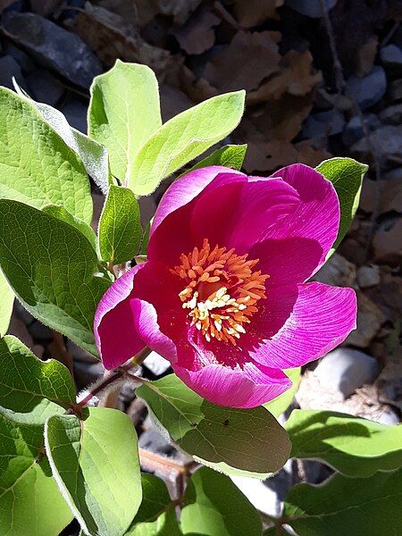 File:Paeonia algeriensis 2.jpg