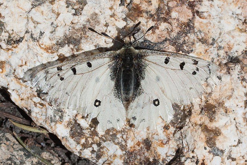 File:Parnassius behrii.jpg