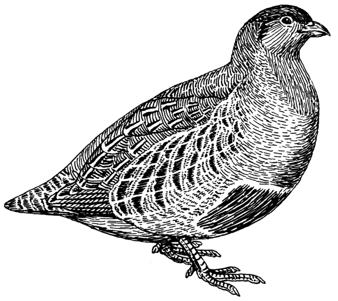 File:Partridge (PSF).png