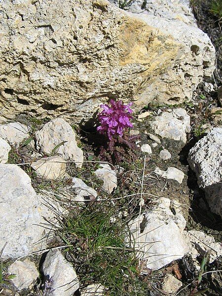 File:Pedicularis verticillata02.jpg