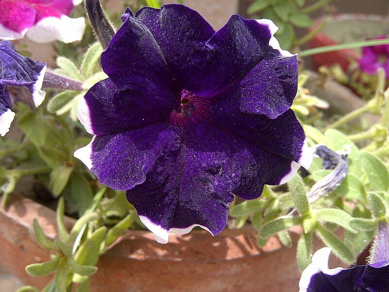 File:Petunia-4.jpg