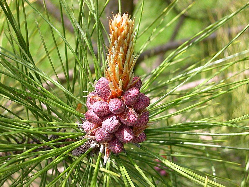 File:PinusFlower.jpg