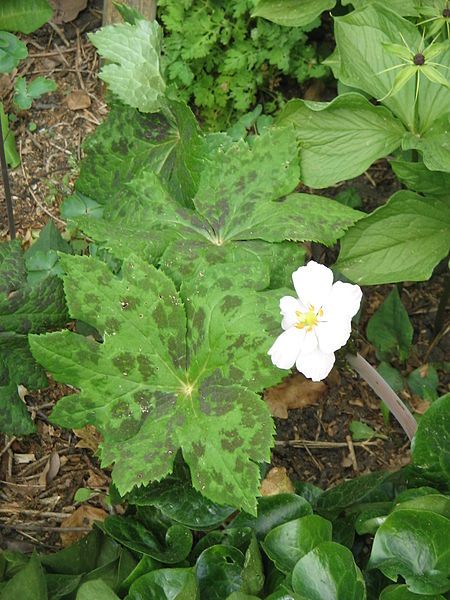 File:Podophyllum hexandrum 01.jpg