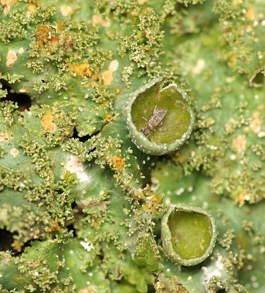 File:Punctelia constantimontium.jpg