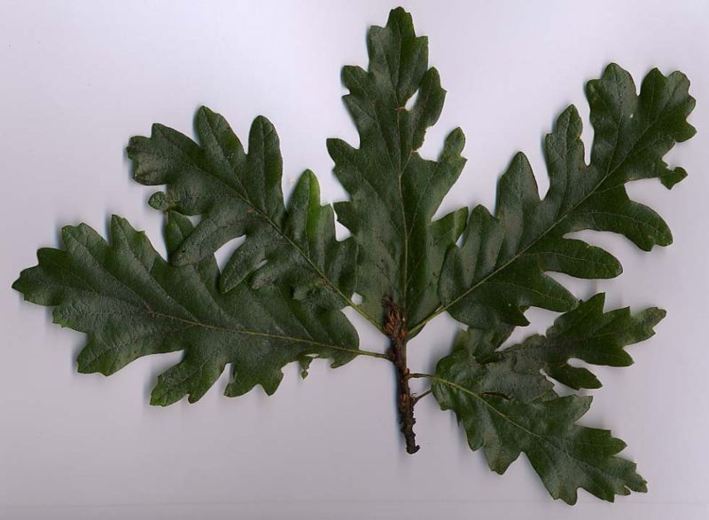 File:Quercus cerris folliage.jpg