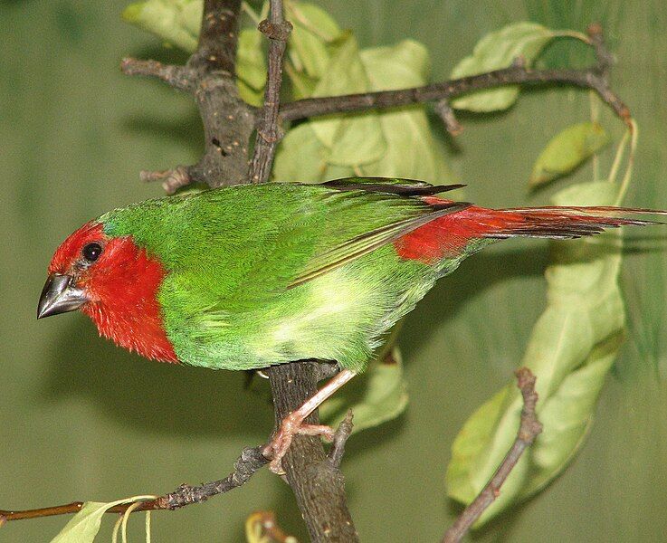 File:Red-throated Parrotfinch.jpg