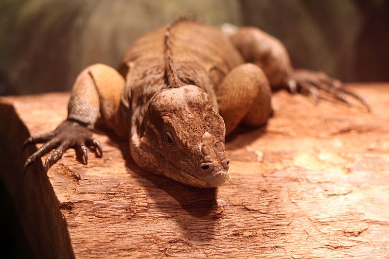 File:Rhinoceros Iguana NSCG.JPG