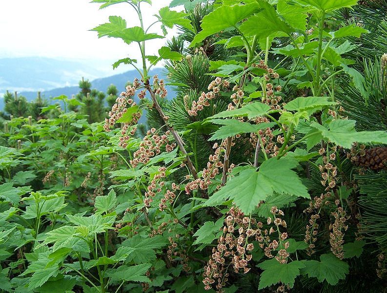 File:Ribes petraeum a1.jpg