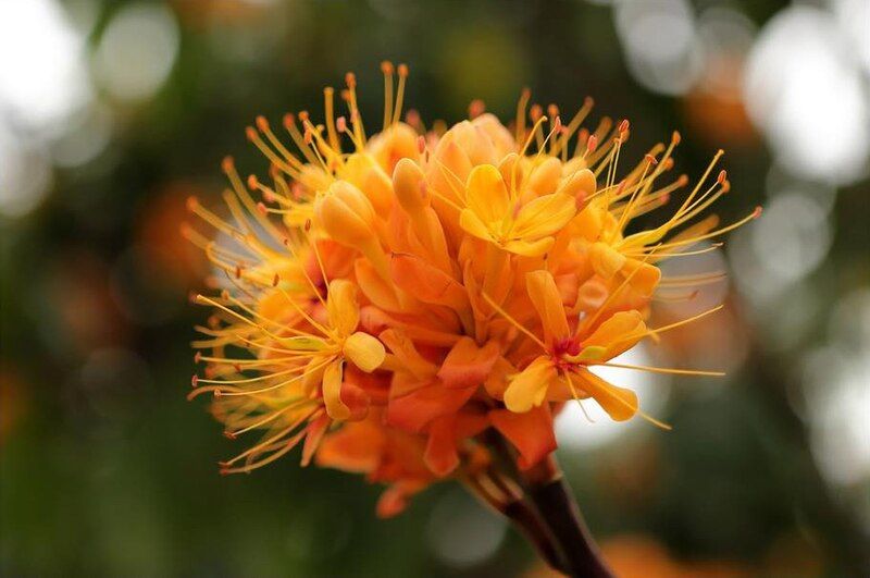 File:Saraca flowers.jpg