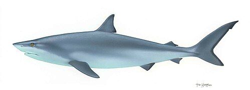 Bull shark