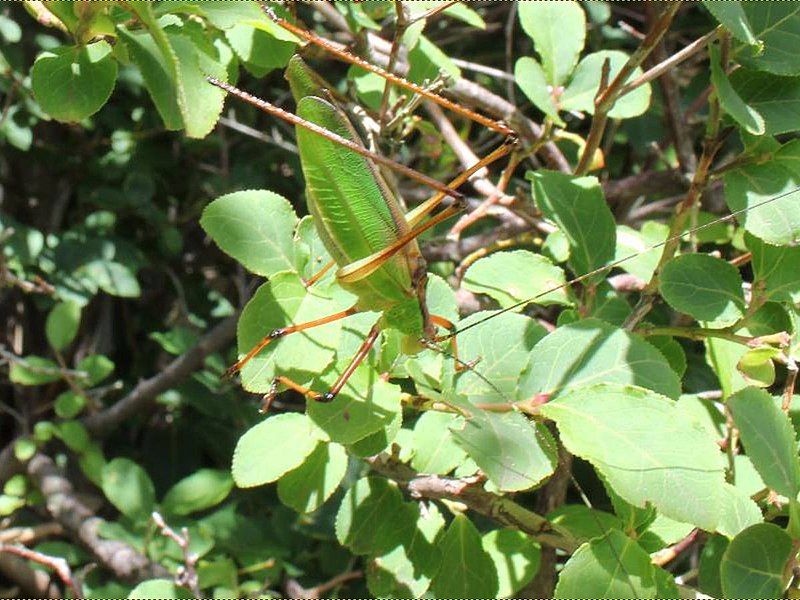 File:Shirakisotima japonica.jpg