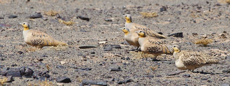 File:Spotted Sandgrouse (4803937997).jpg