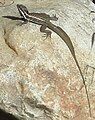 Striped basilisk (Boquete, Chiriquí Province, Panama)