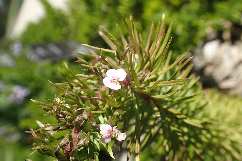 File:Stylidium adnatum.jpg