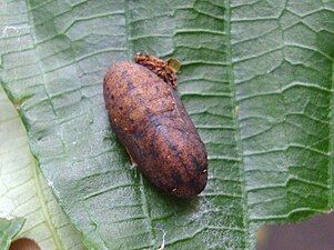 Pupa