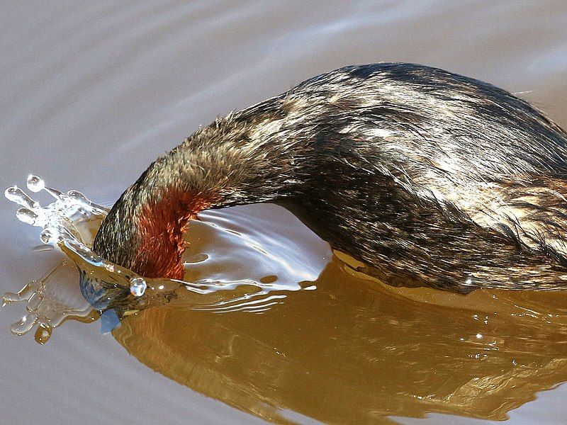 File:Tachybaptus ruficollis-diving.jpg