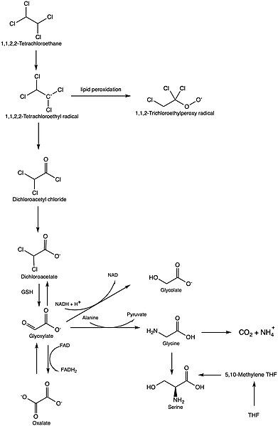 File:Tetrachloroethane metabolism.jpg