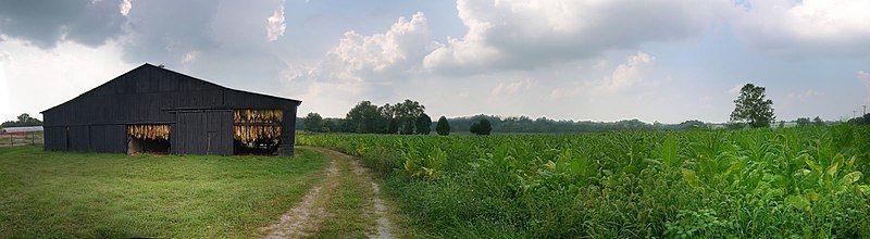 File:Tobacco Kentucky USA.jpg