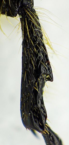 File:Trichius fasciatus mesotibia.jpg