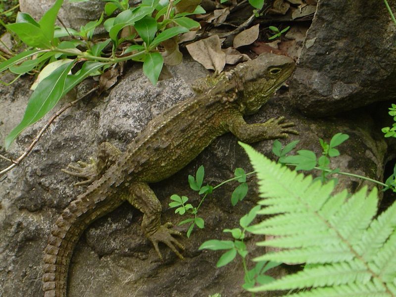 File:Tuatara adult.jpg