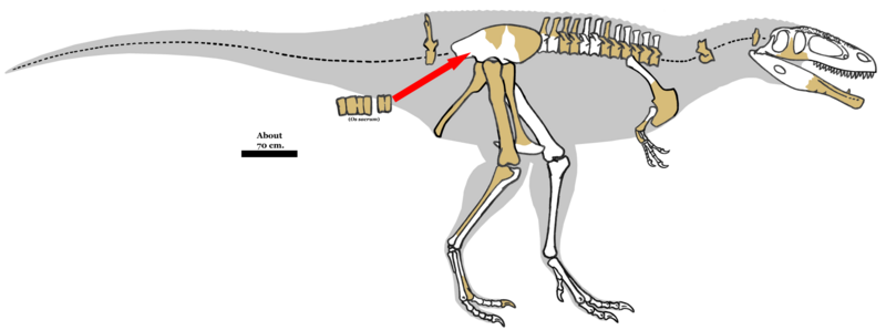 File:Tyrannotitan remains 01.png