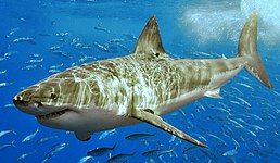 Great white shark (Carcharodon carcharias)