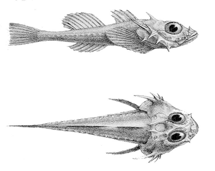 File:Zesticelus bathybius.jpg