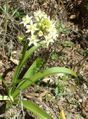 Chaparral death camas Toxicoscordion fremontii