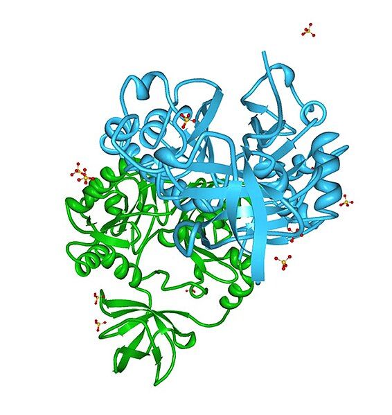 File:AMT-Aminomethiltransferase.jpg