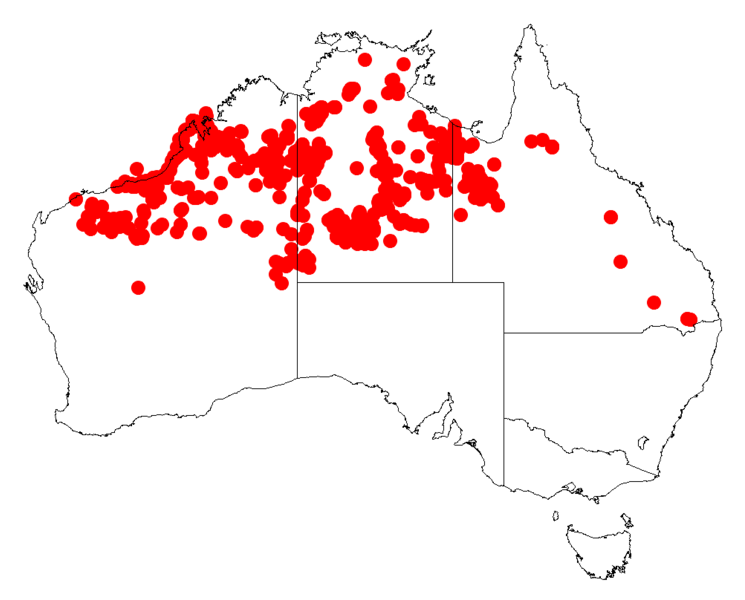 File:Acacia monticolaDistMap609.png