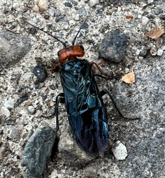 File:Acantholyda erythrocephala.png