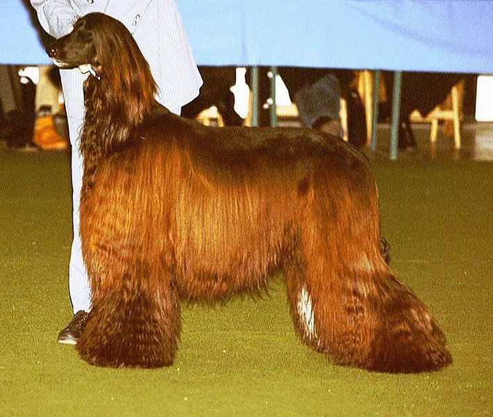 File:Afghan-Hound.jpg