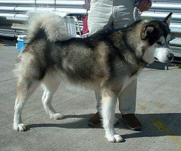 An Alaskan Malamute